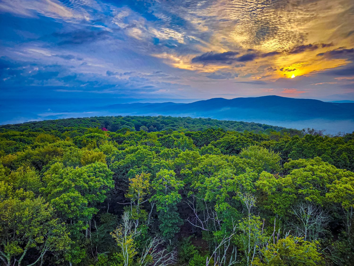 Stunning mountain sunset casts golden light over dense forest canopy and distant blue ridges.