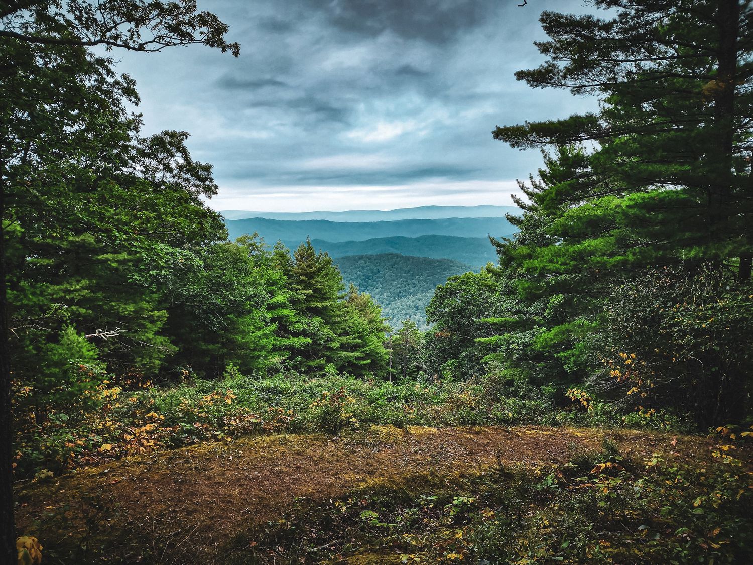 Moody mountain vista through pine forest clearing under stormy skies.
