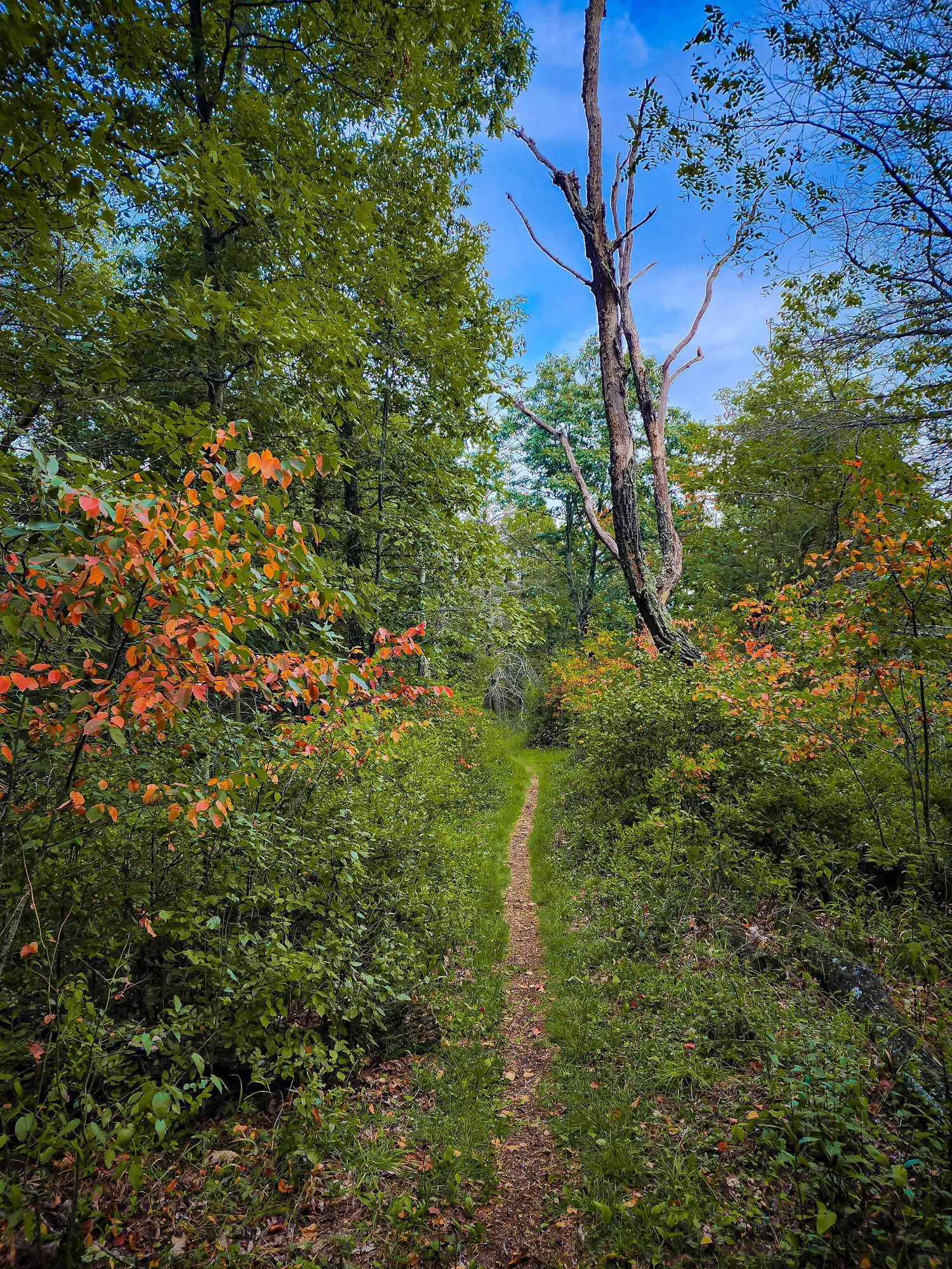 Narrow hiking trail winds through autumn forest with colorful foliage and tall trees.