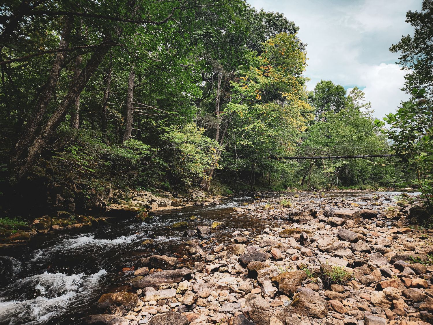 Rocky stream flows through dense forest with sunlight filtering through the green canopy.