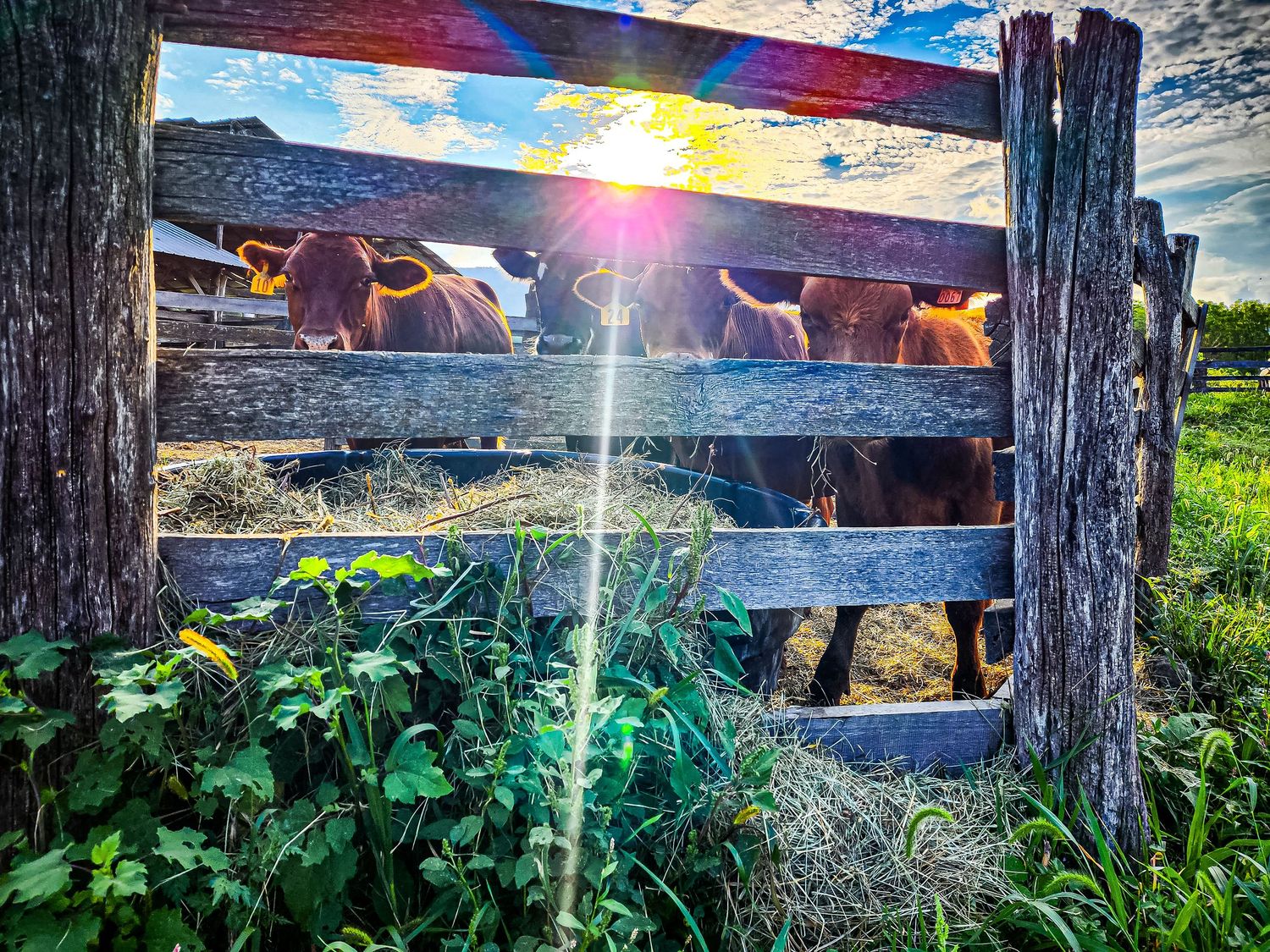 Sunlight streams through wooden fence slats with cows grazing in background.