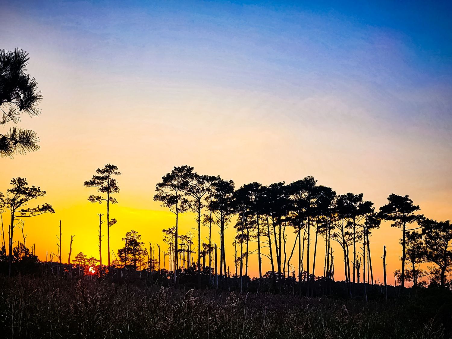 Silhouettes of tall pine trees against golden sunset sky.