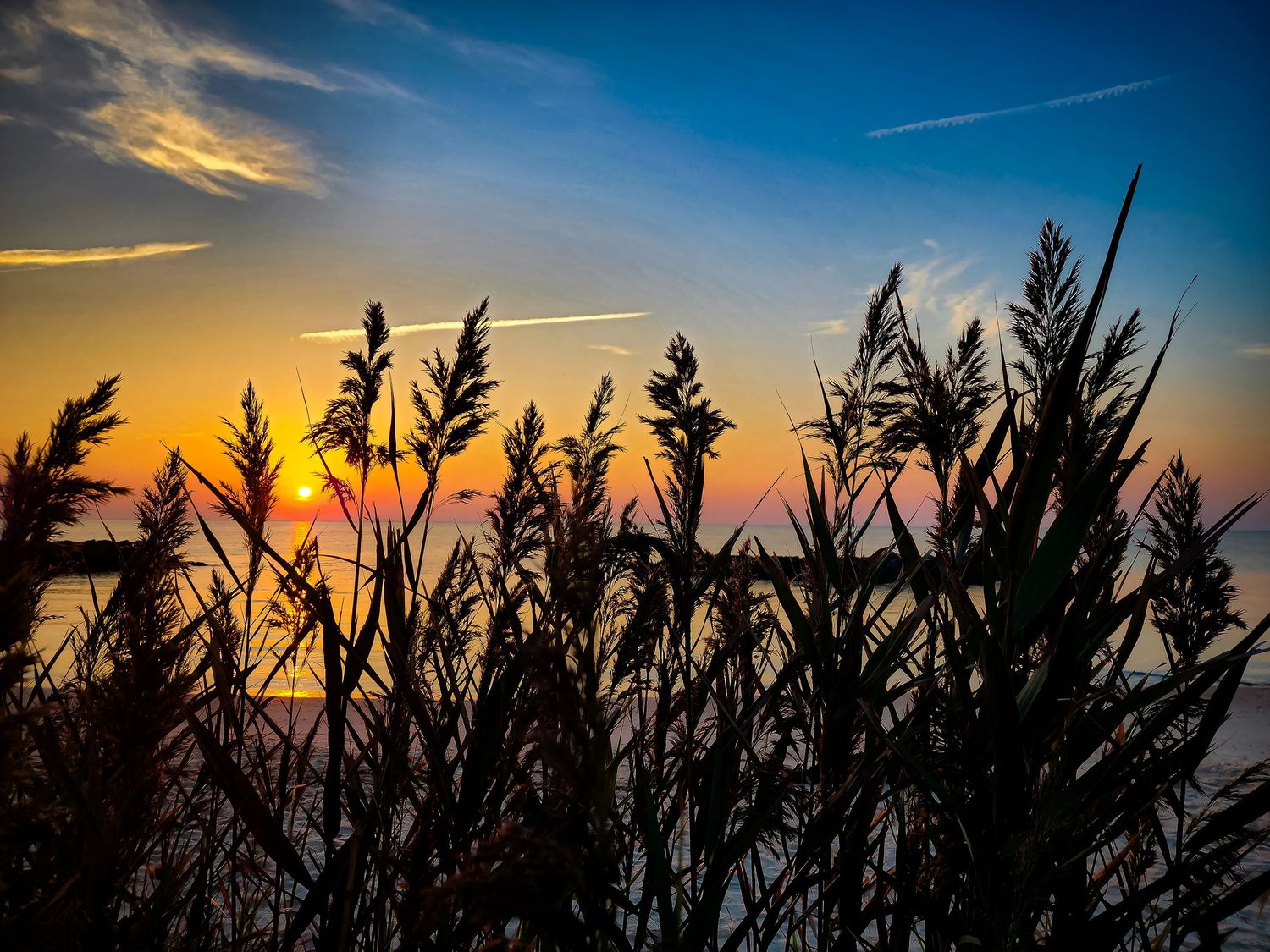 Silhouetted sea grasses frame a vibrant sunset sky with wispy clouds over the water.
