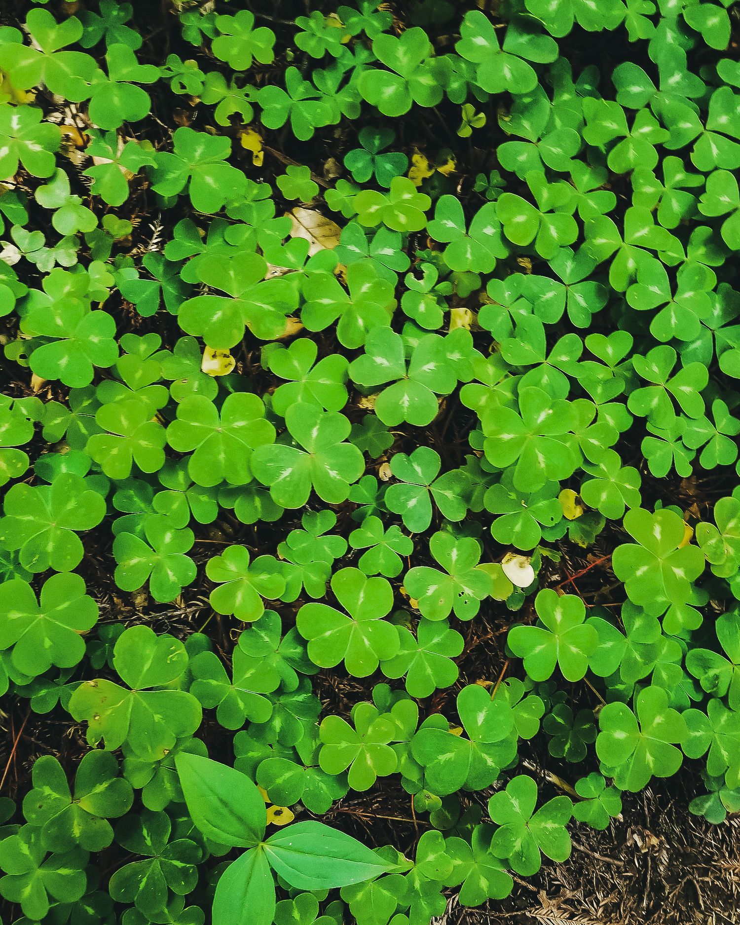Lush green clover plants with three-leaf formations growing densely together in garden soil.