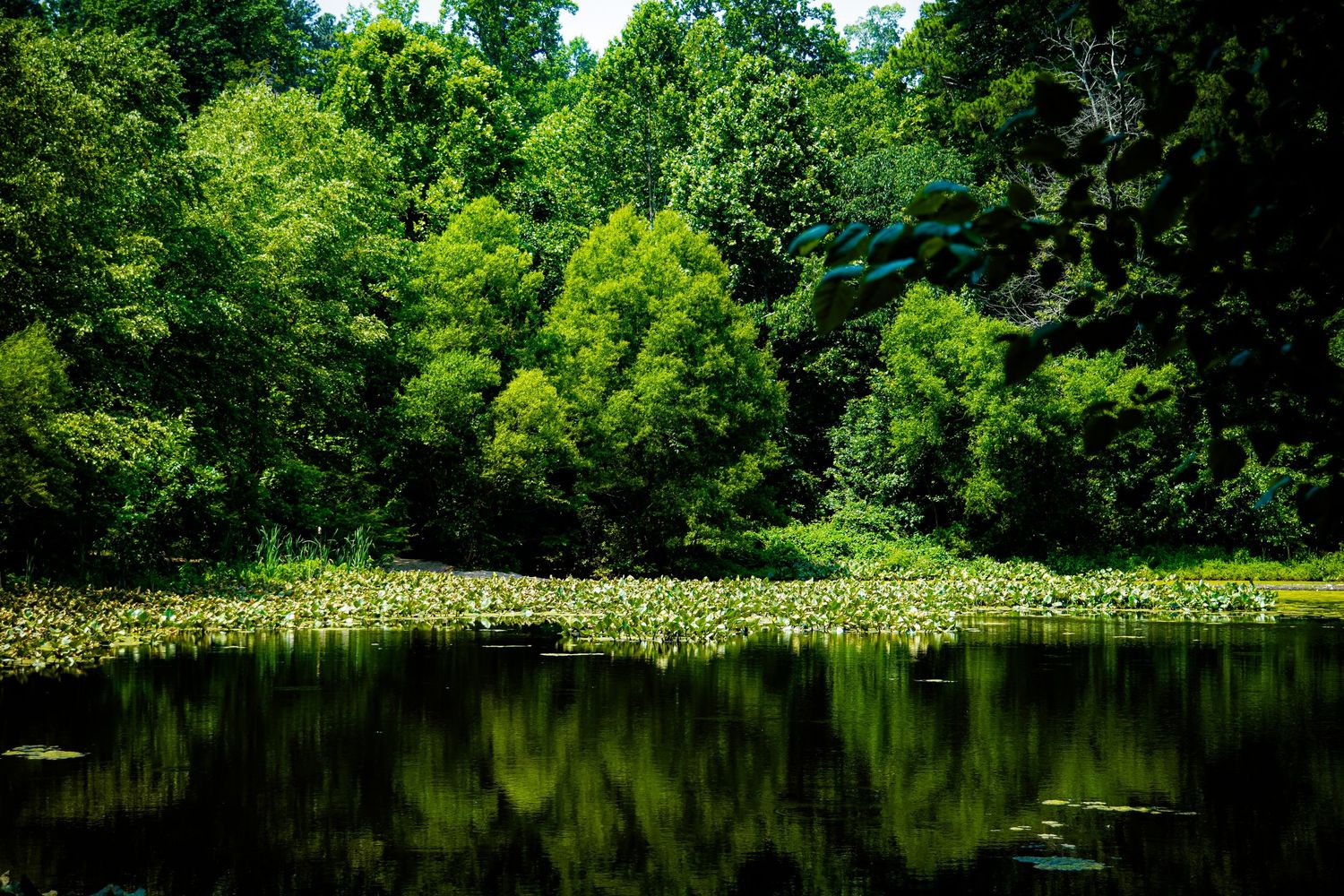 Tranquil forest pond with lily pads and perfect tree reflections in dark water.