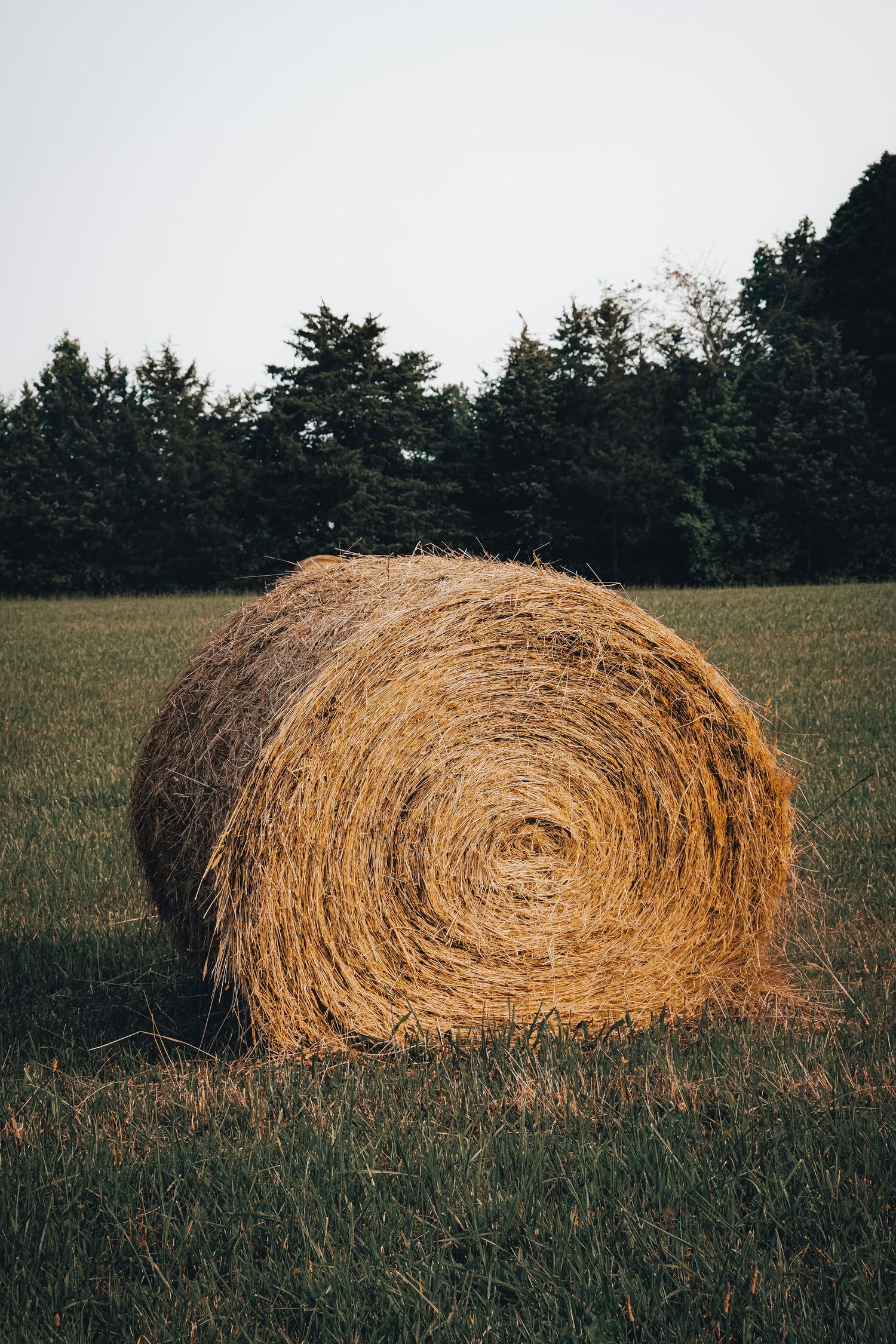 Round hay bale in field with pine forest treeline.