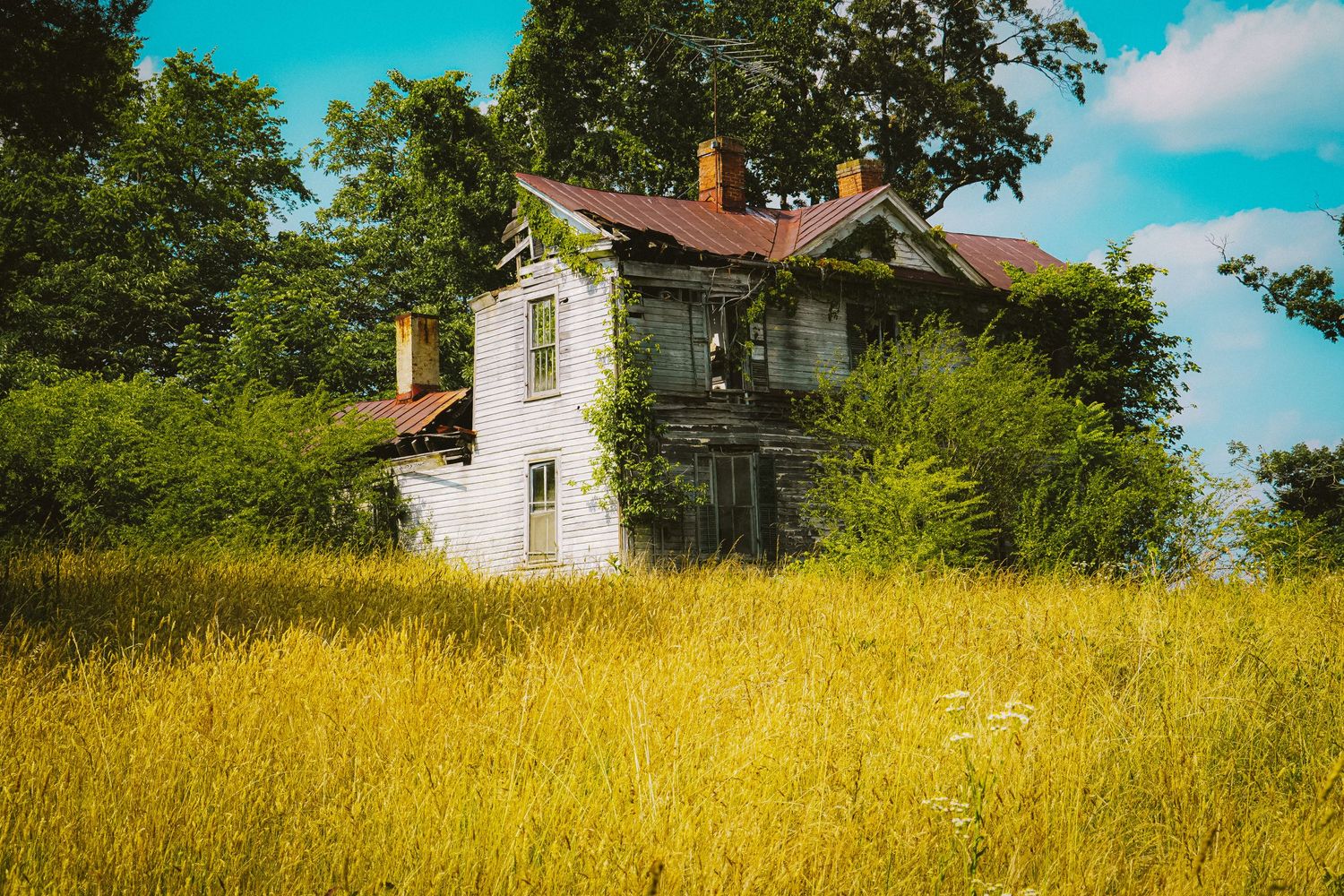 Abandoned white farmhouse overtaken by vegetation in golden field.