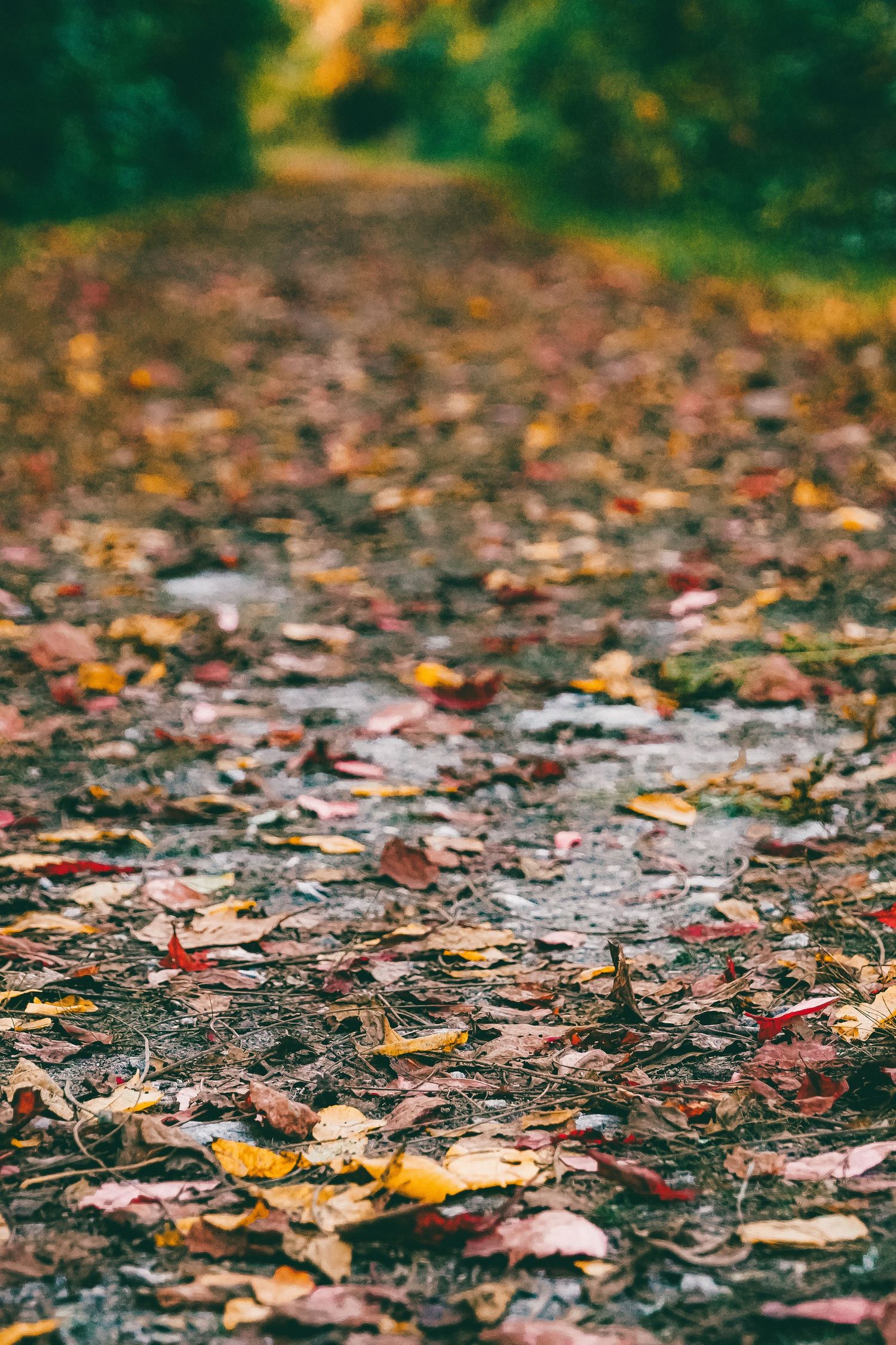 Autumn leaves scattered across a dirt path with shallow depth of field.