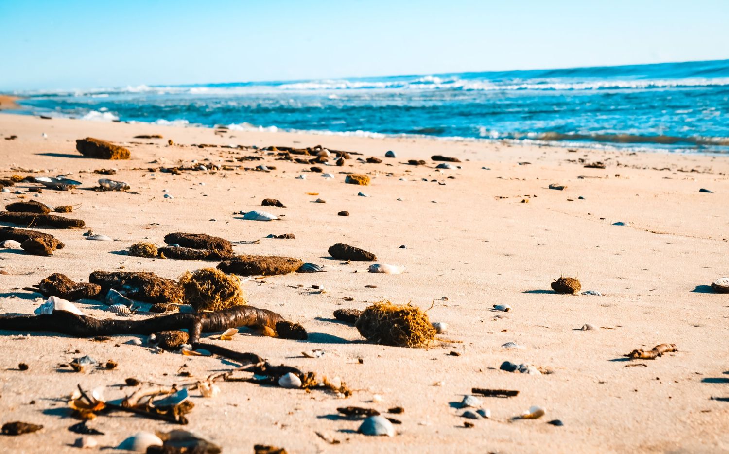Rocky beach shore with seaweed and stones scattered across golden sand near blue ocean waves.