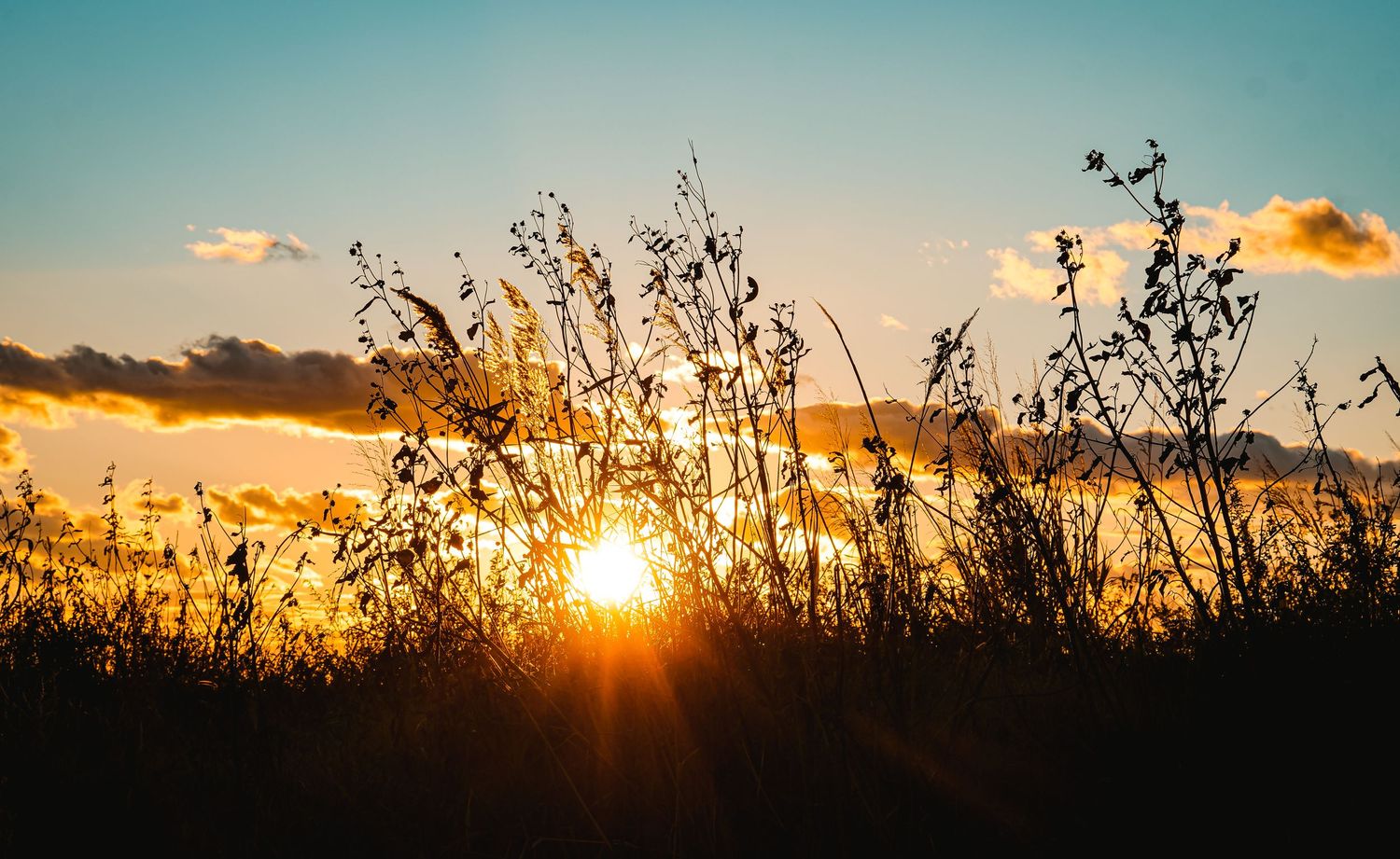 Golden sunlight filters through dried wildflower silhouettes against blue sky at dusk.