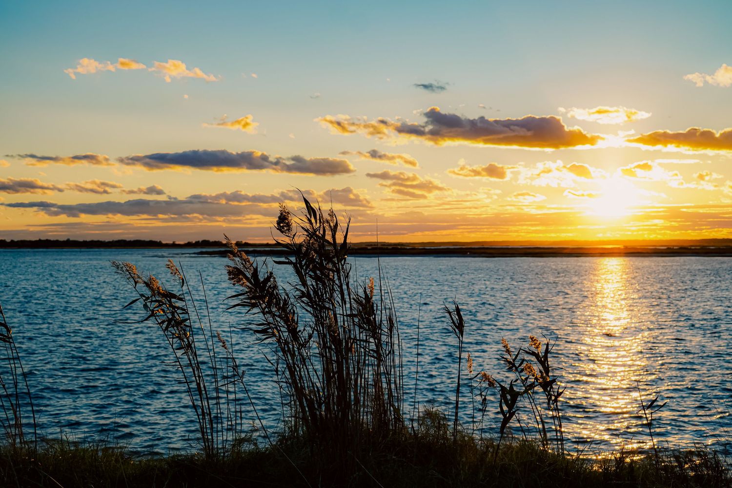 Coastal marsh grasses silhouetted against brilliant orange sunset over calm waters.