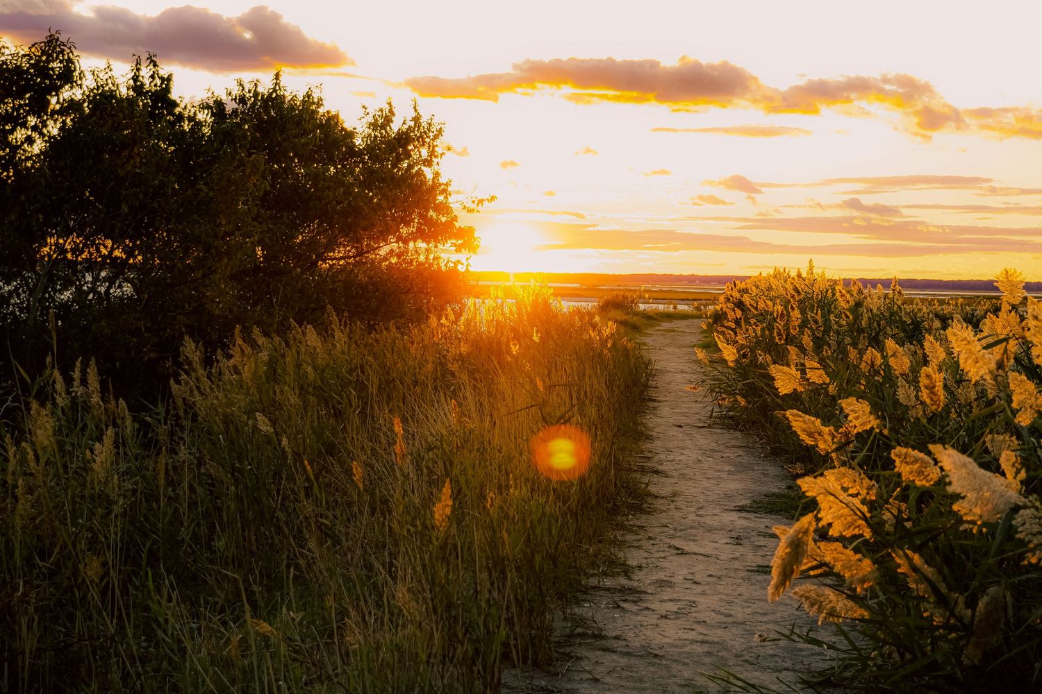 Sandy path winds through wild coastal vegetation at sunset.