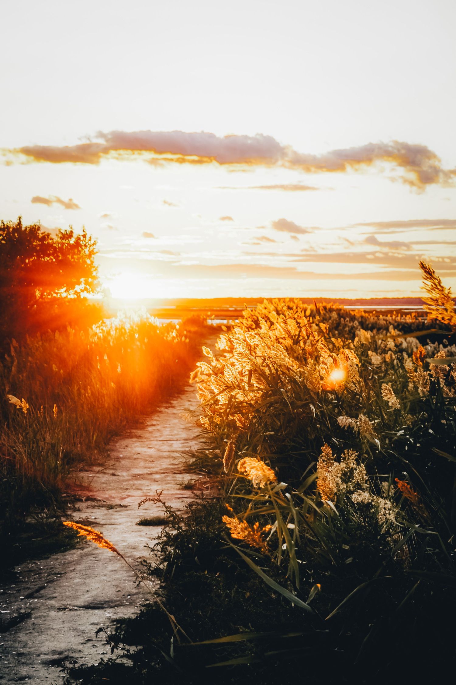 Sun flare illuminates golden path through coastal grass at sunset.