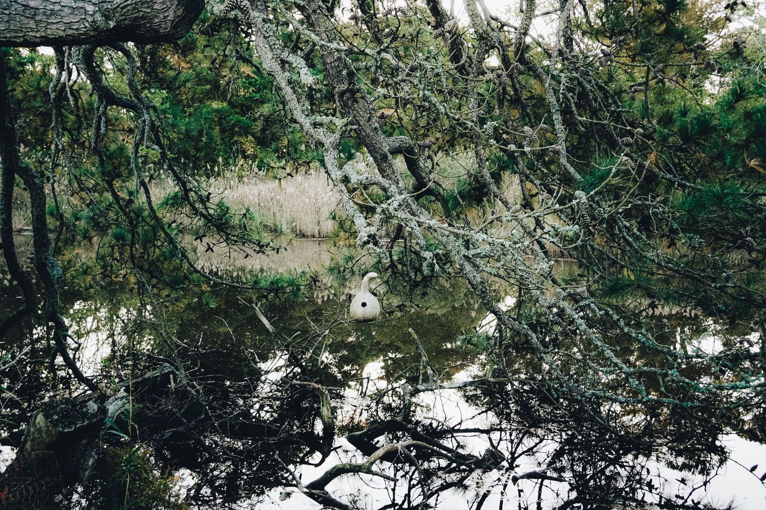 Spanish moss hangs from tree branches over dark reflective water in a swamp setting.