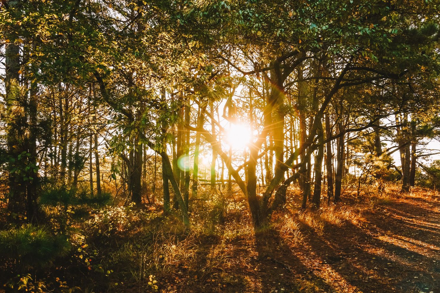Golden sunlight streams through pine forest trees creating long shadows on the ground.