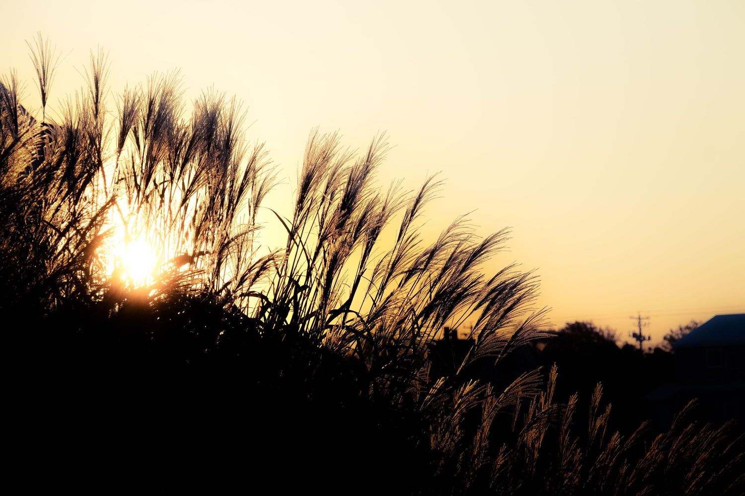 Silhouetted pampas grass waves against a warm sunset backdrop.