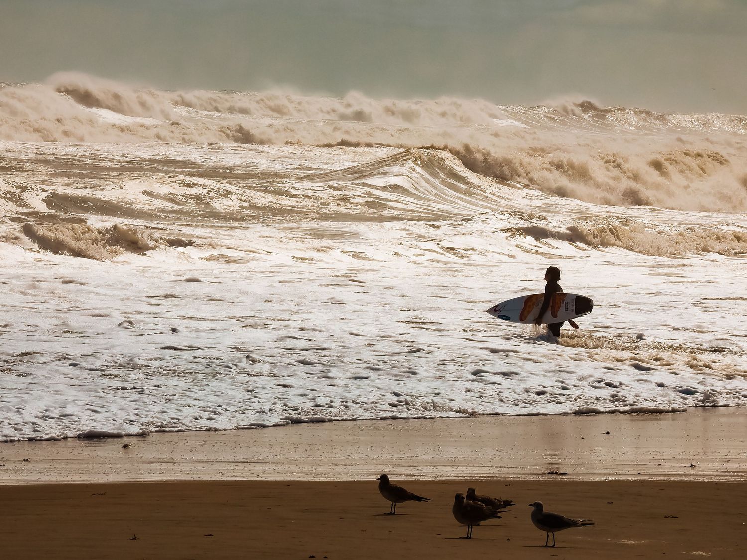 Surfer standing on beach watching rough ocean waves as seabirds gather on the sand.
