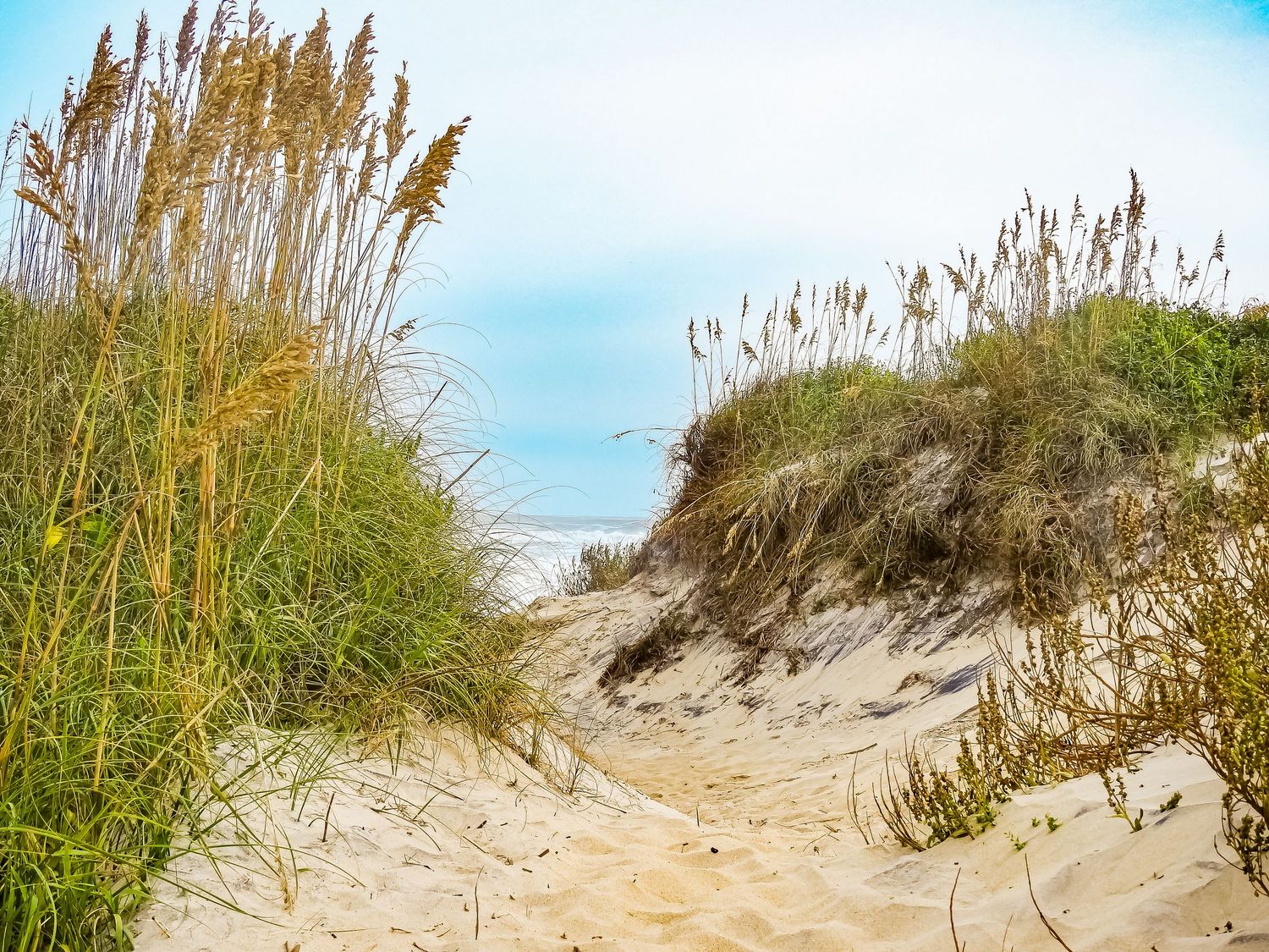 Sea oats and dune grass frame sandy path leading to beach on sunny day.