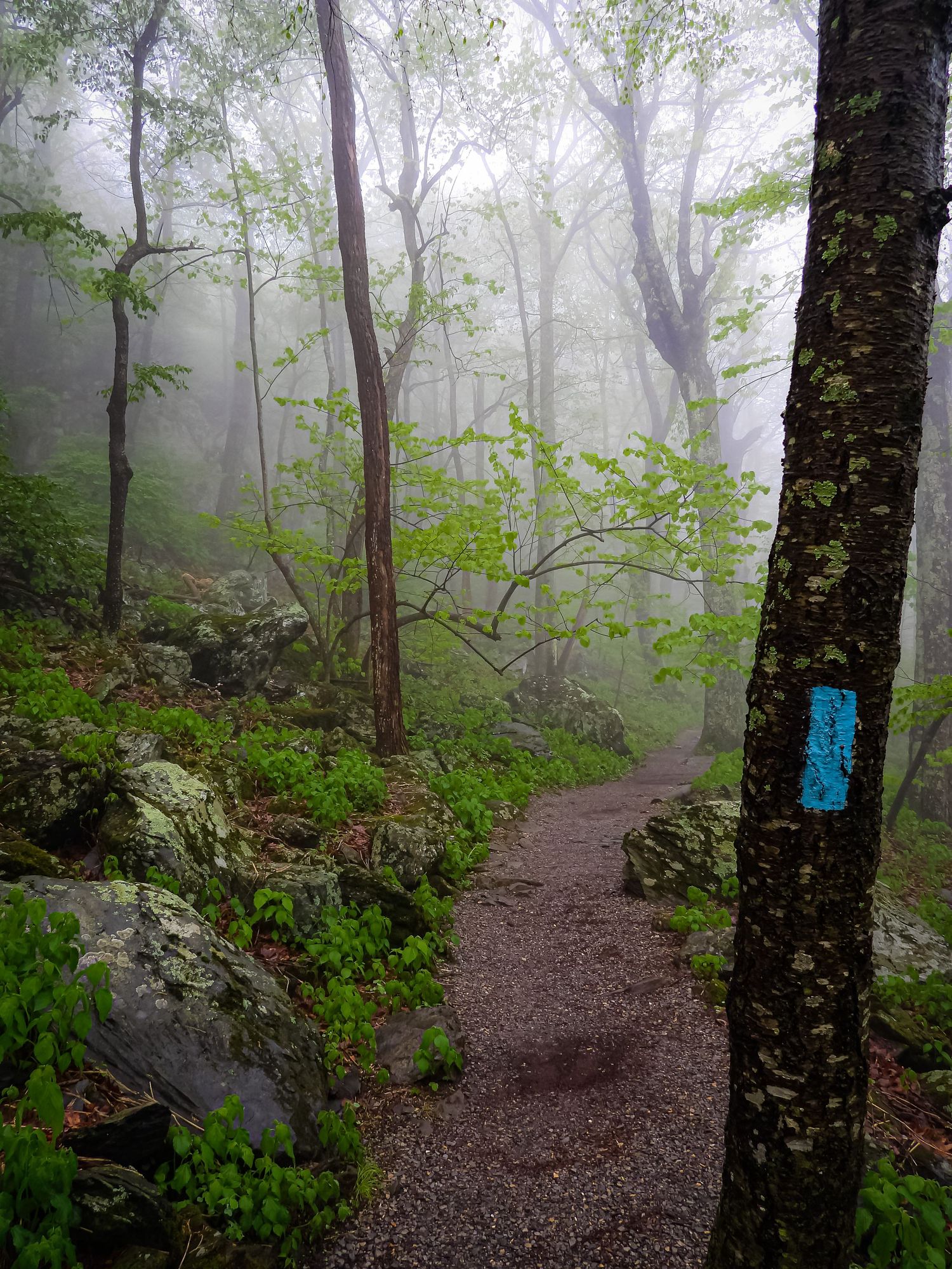 Misty forest trail with a blue trail blaze marker on a tree trunk leading through foggy woodland.