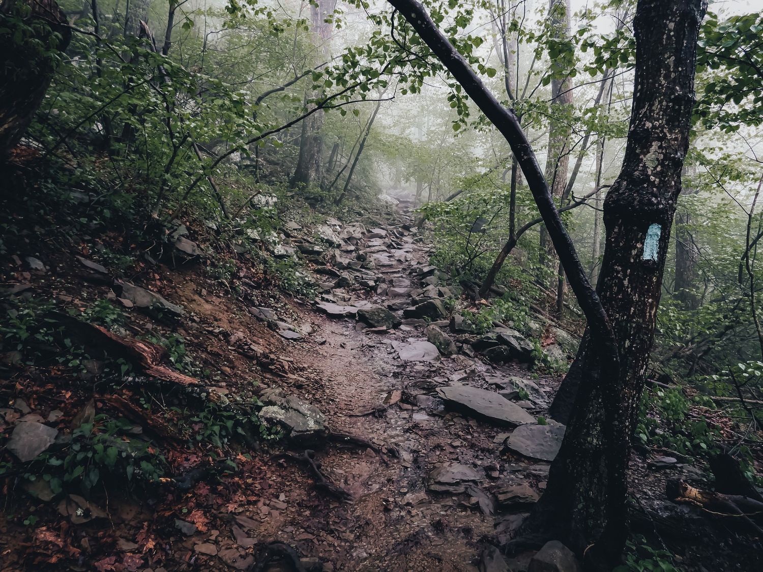 Rocky hiking trail winding through a dark forest with a blue trail marker visible on a tree.