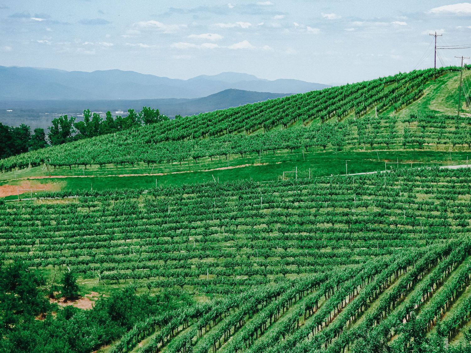 Terraced vineyard rows create geometric patterns on a lush green hillside.