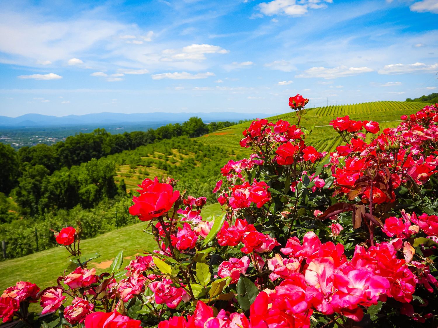 Beautiful pink roses bloom against green vineyard rows stretching across rolling hills.