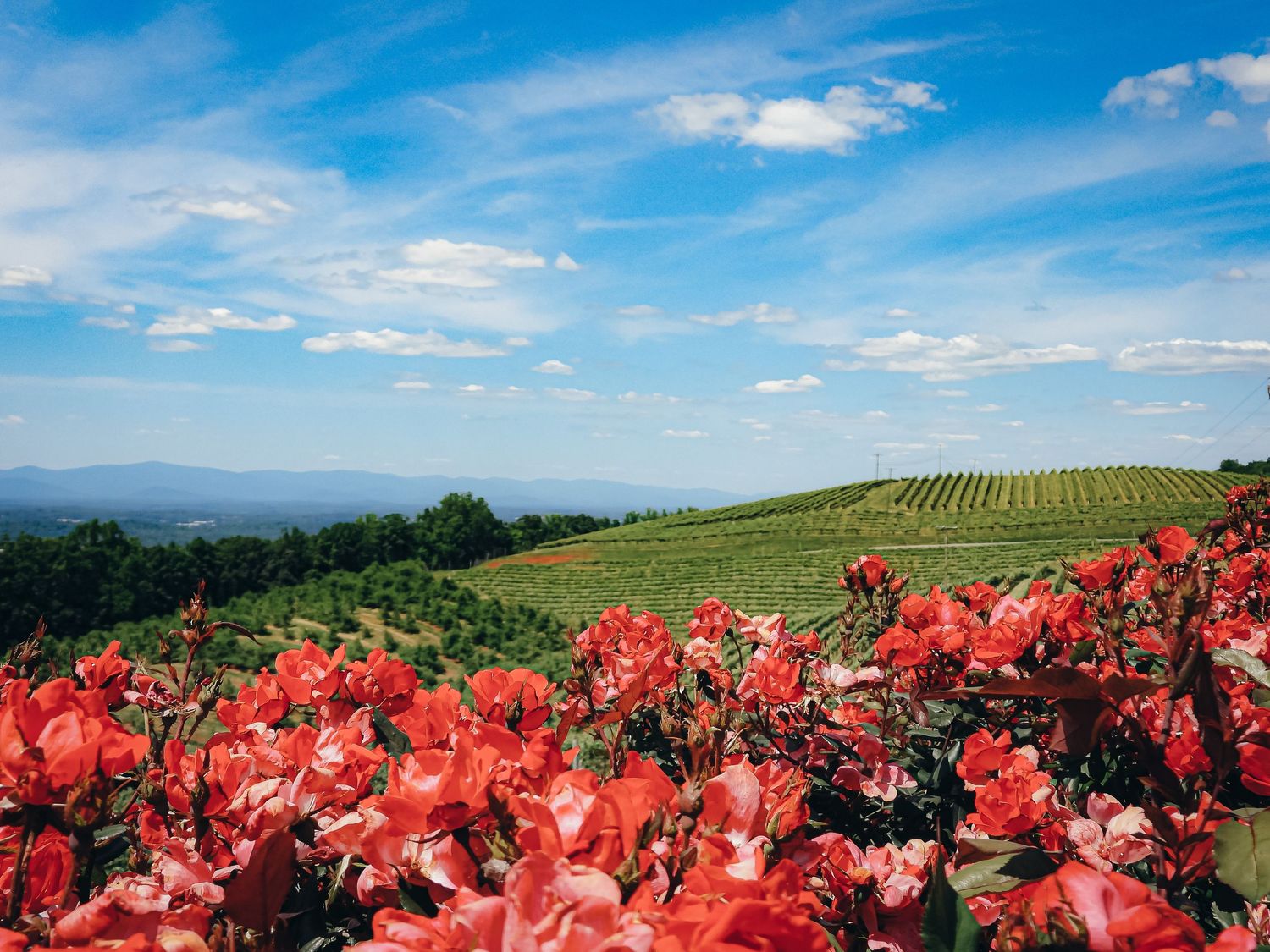 Bright red flowers frame a scenic vineyard landscape under blue summer skies.