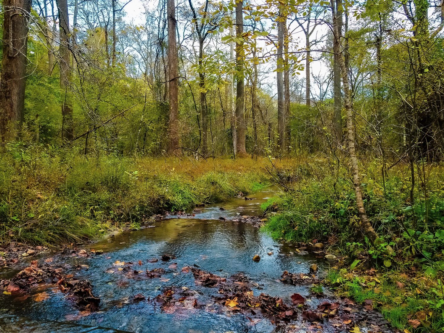 Small forest stream flowing through woodland with fallen leaves and green vegetation.