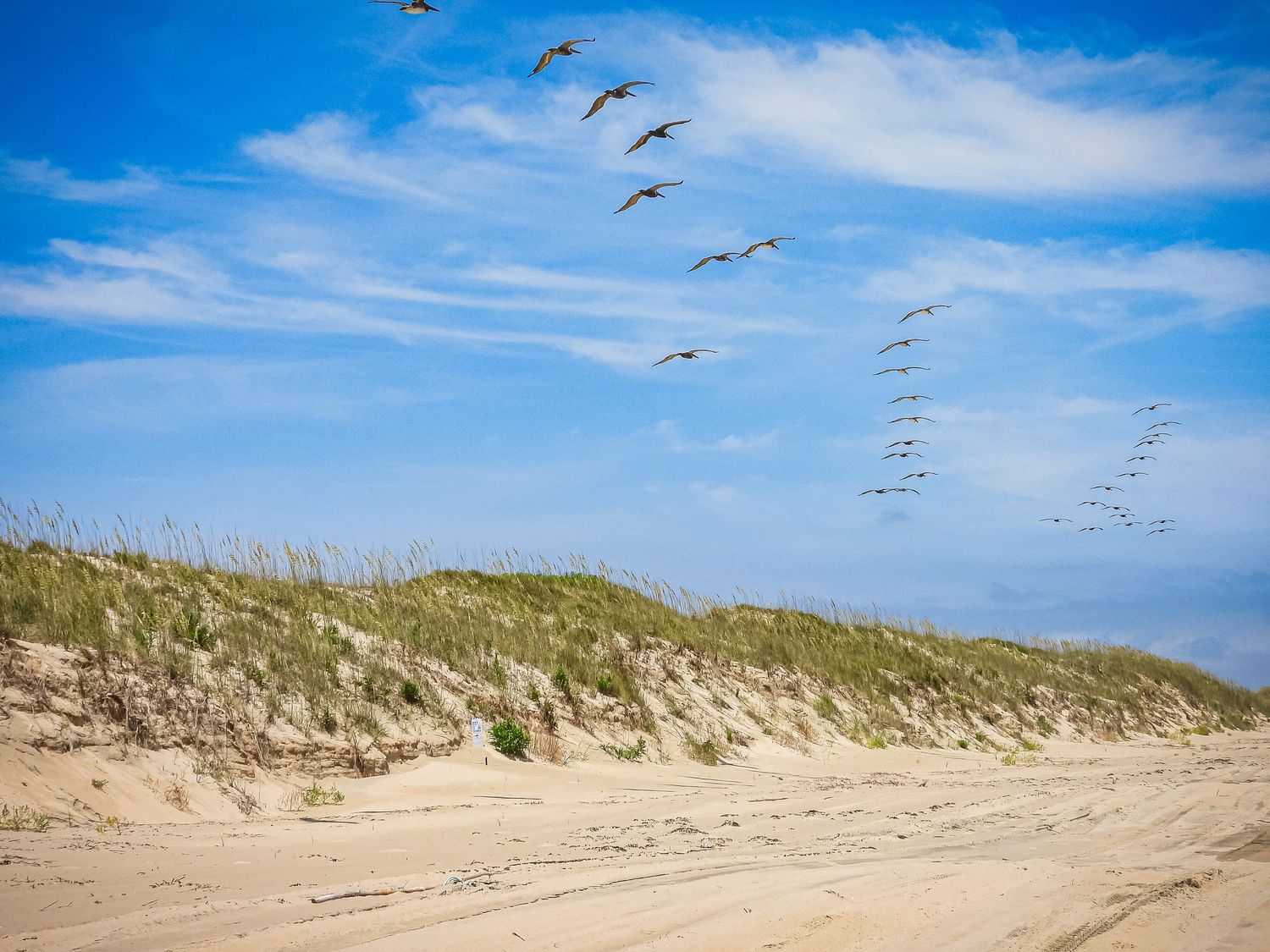 Flock of birds flying over coastal sand dunes against a bright blue sky.