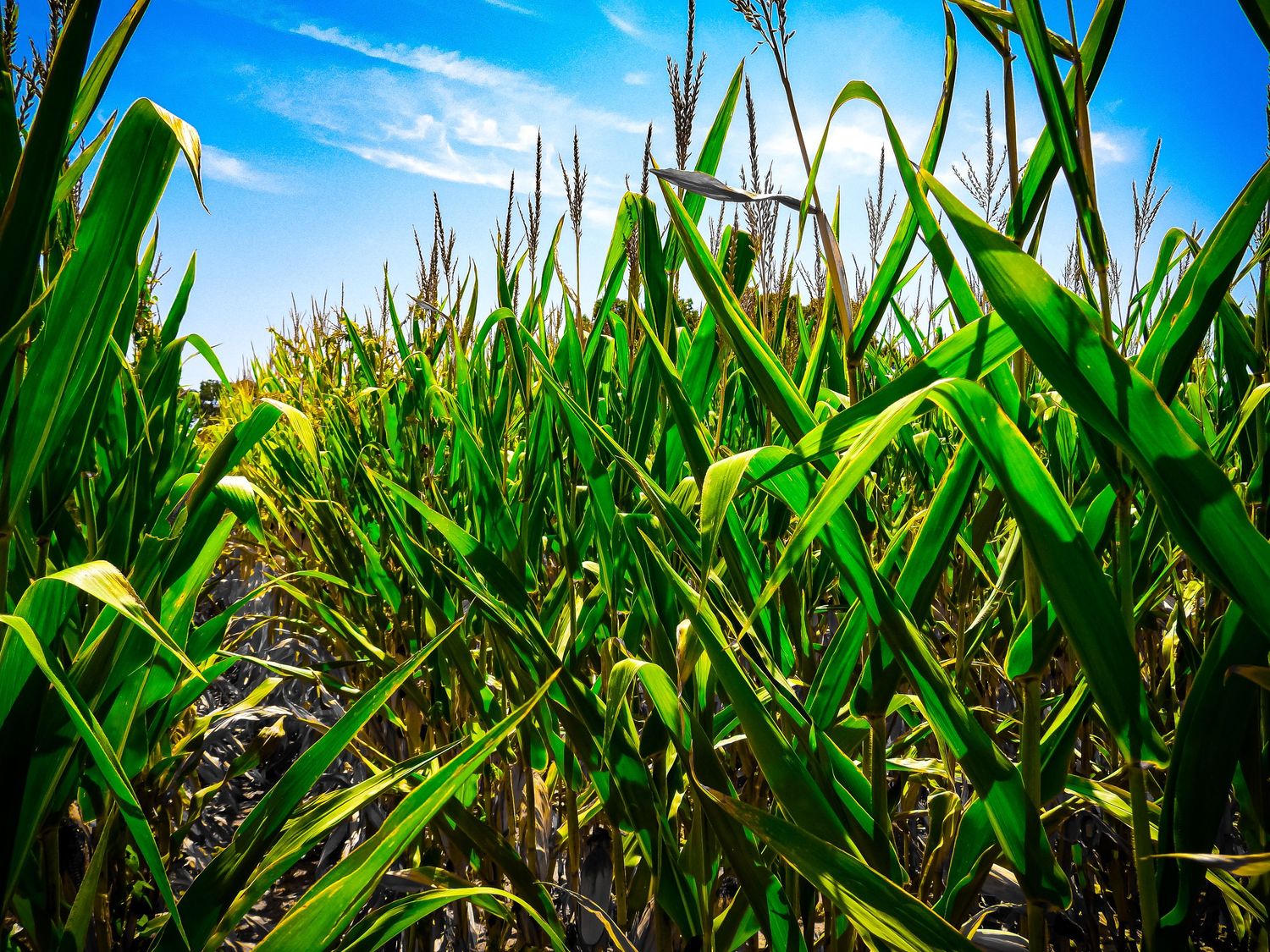 Lush green corn stalks grow tall under bright blue summer sky with wispy clouds.