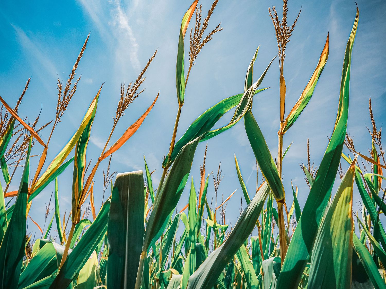 Close-up view of corn tassels and leaves reaching toward blue sky with sunlight filtering through.