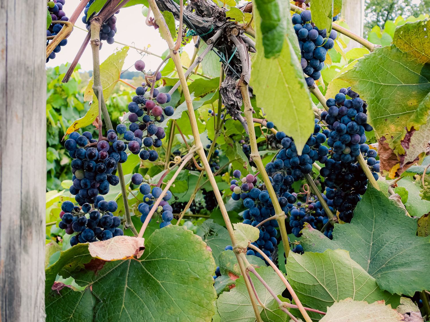 Clusters of ripe purple grapes hanging from vines with large green leaves.