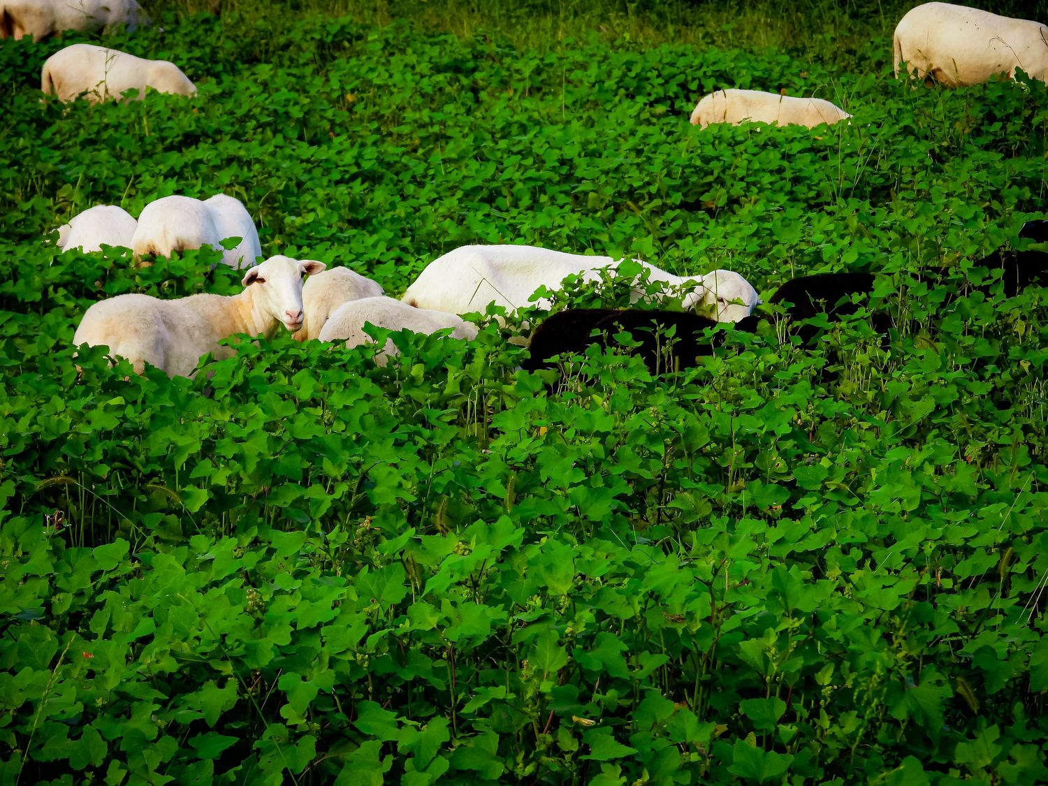 Sheep resting in thick green vegetation on pastoral farmland.