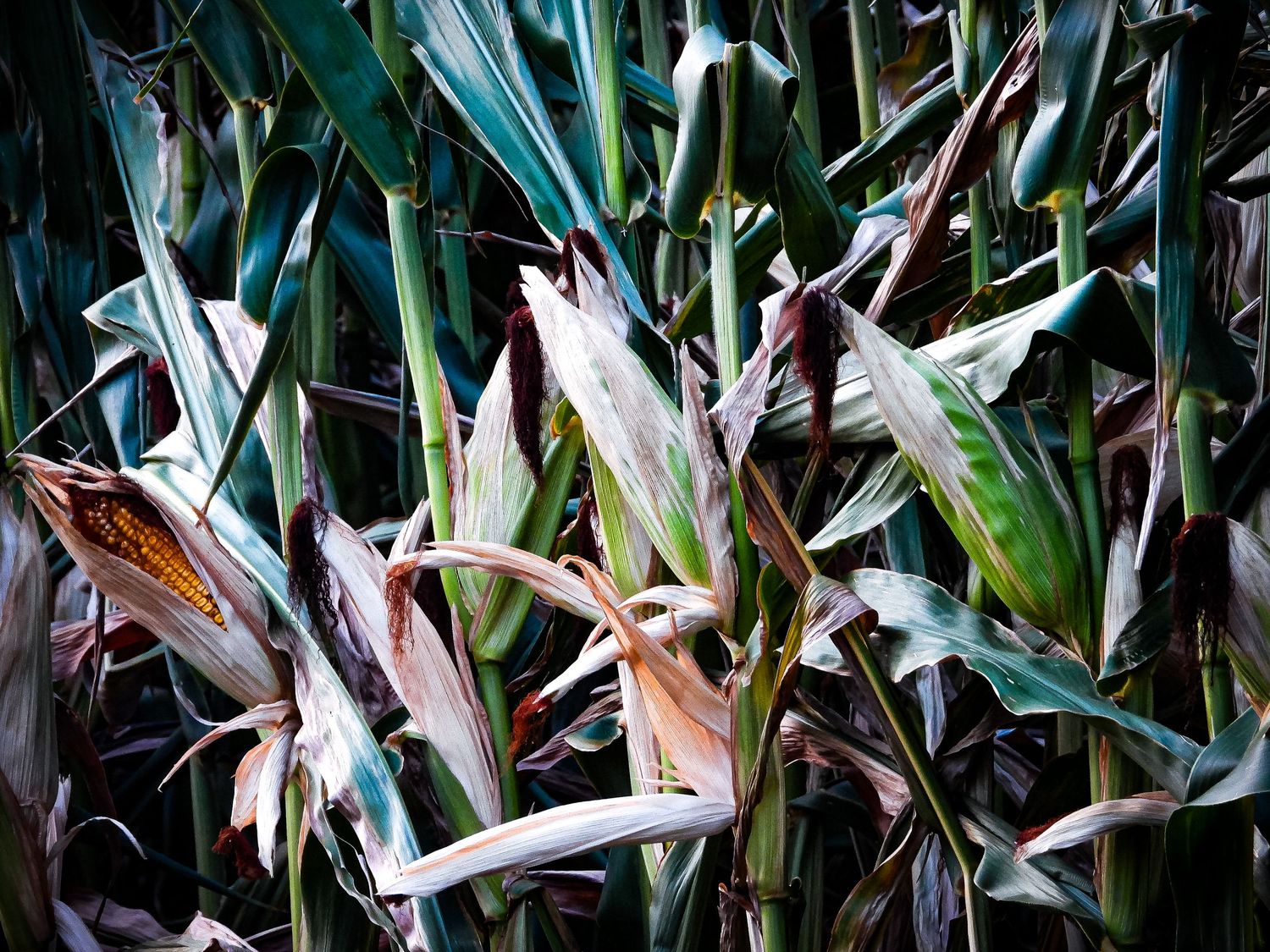 Dried corn husks and stalks create abstract patterns in muted tones.