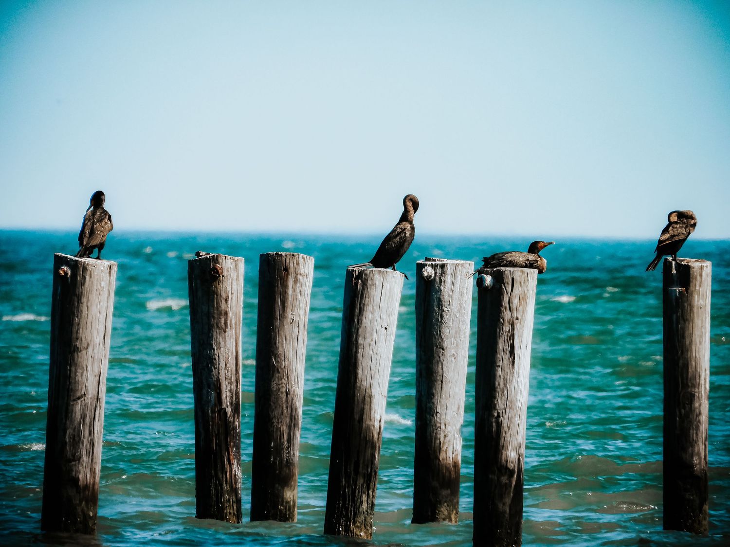 Seabirds perch on weathered wooden posts above turquoise ocean waters.