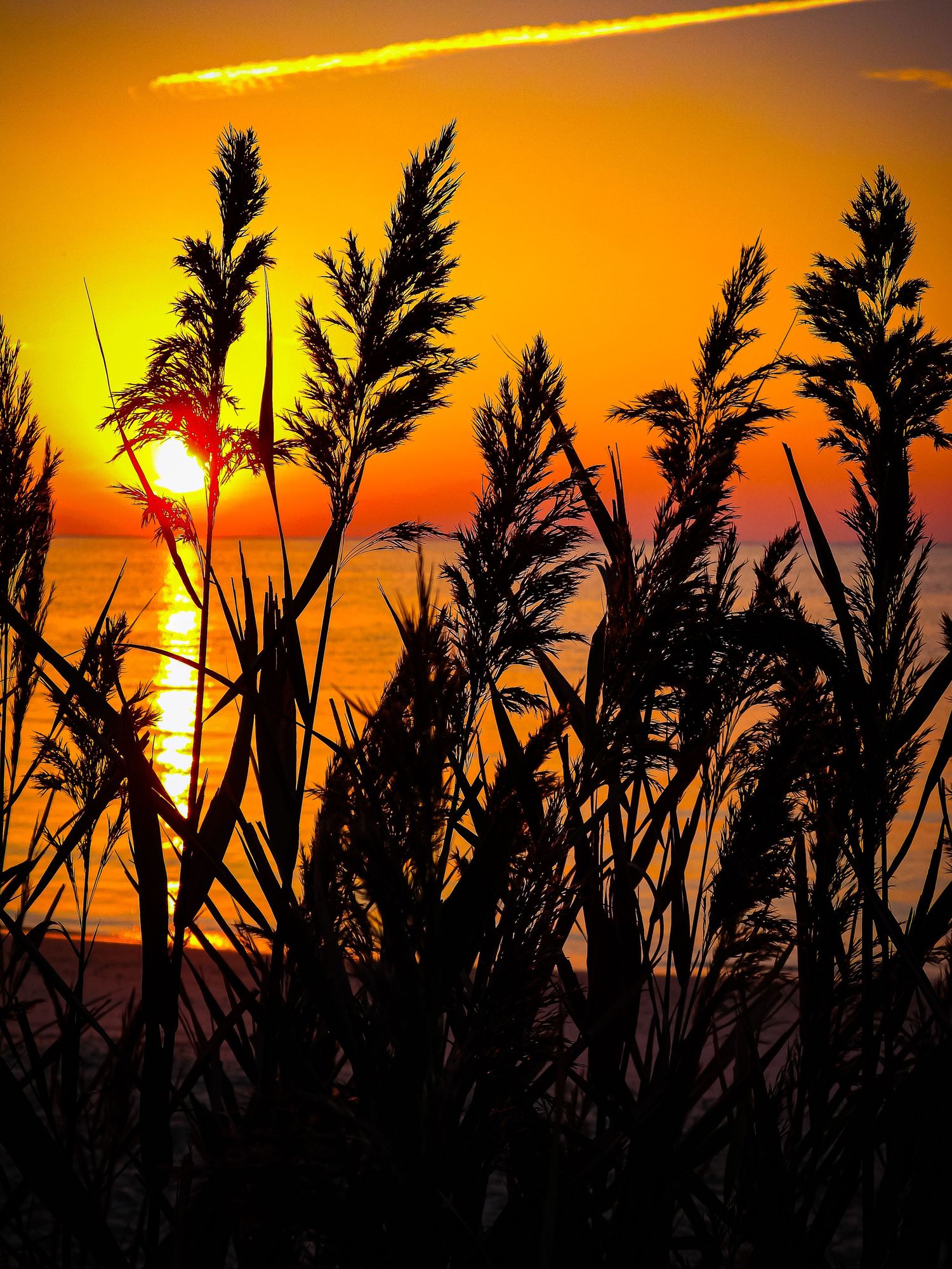 Tall grasses silhouetted against a vibrant orange sunset over water with dramatic sun reflection.