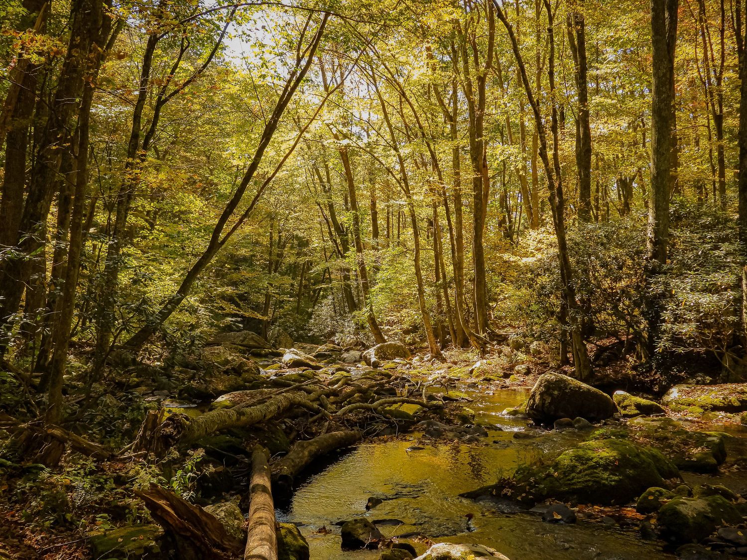 Sunlit forest creek flows under golden autumn canopy with fallen logs crossing the water.