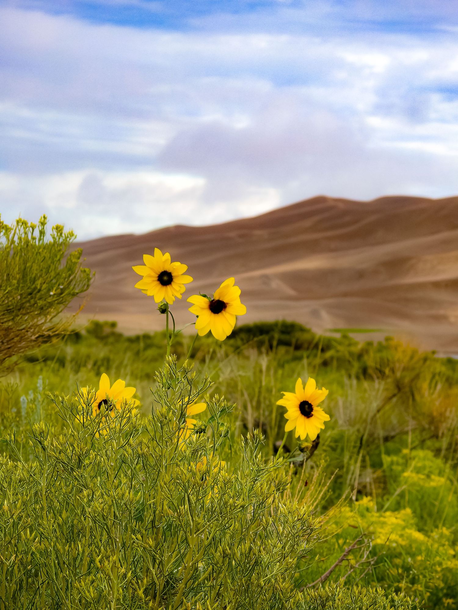 Vibrant yellow sunflowers bloom against backdrop of rolling sand dunes under cloudy skies.