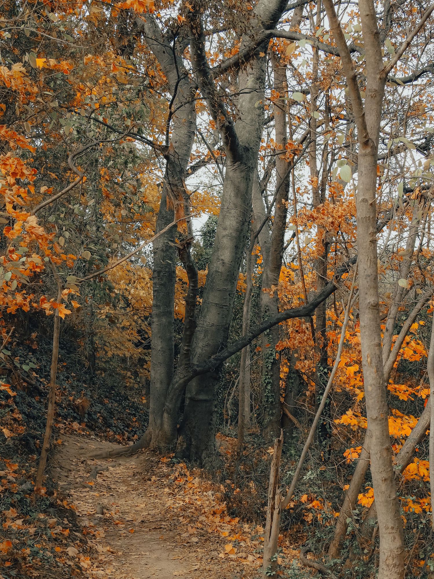 Winding forest trail through tall trees with orange autumn foliage.