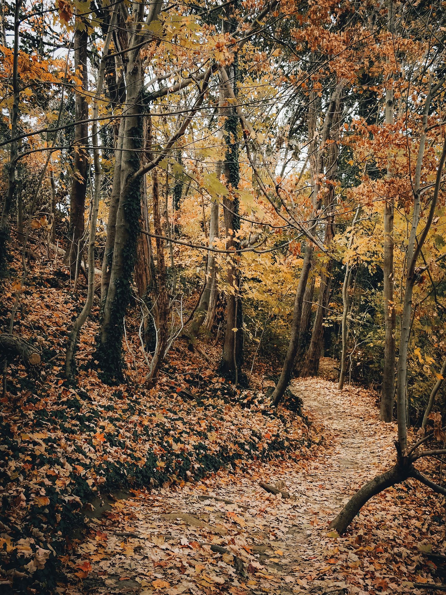 Leaf-covered hiking trail winding through dense autumn forest with golden colors.
