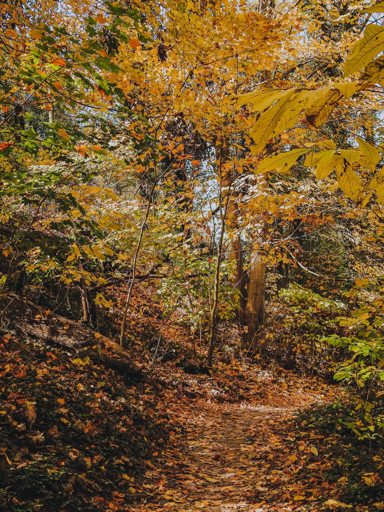 Autumn forest trail with golden leaves and sunlight filtering through trees on a winding dirt path.