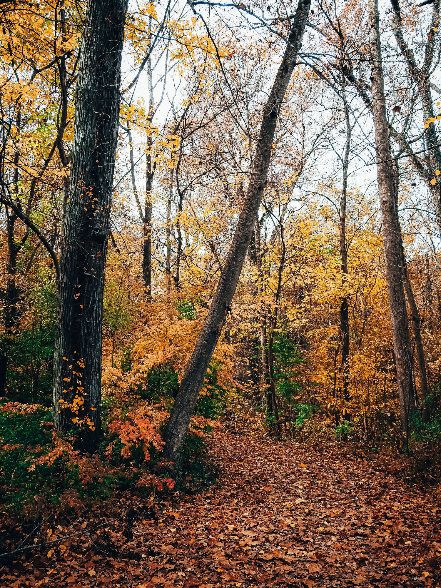 Fall forest path covered in orange leaves with tall trees creating a natural canopy.