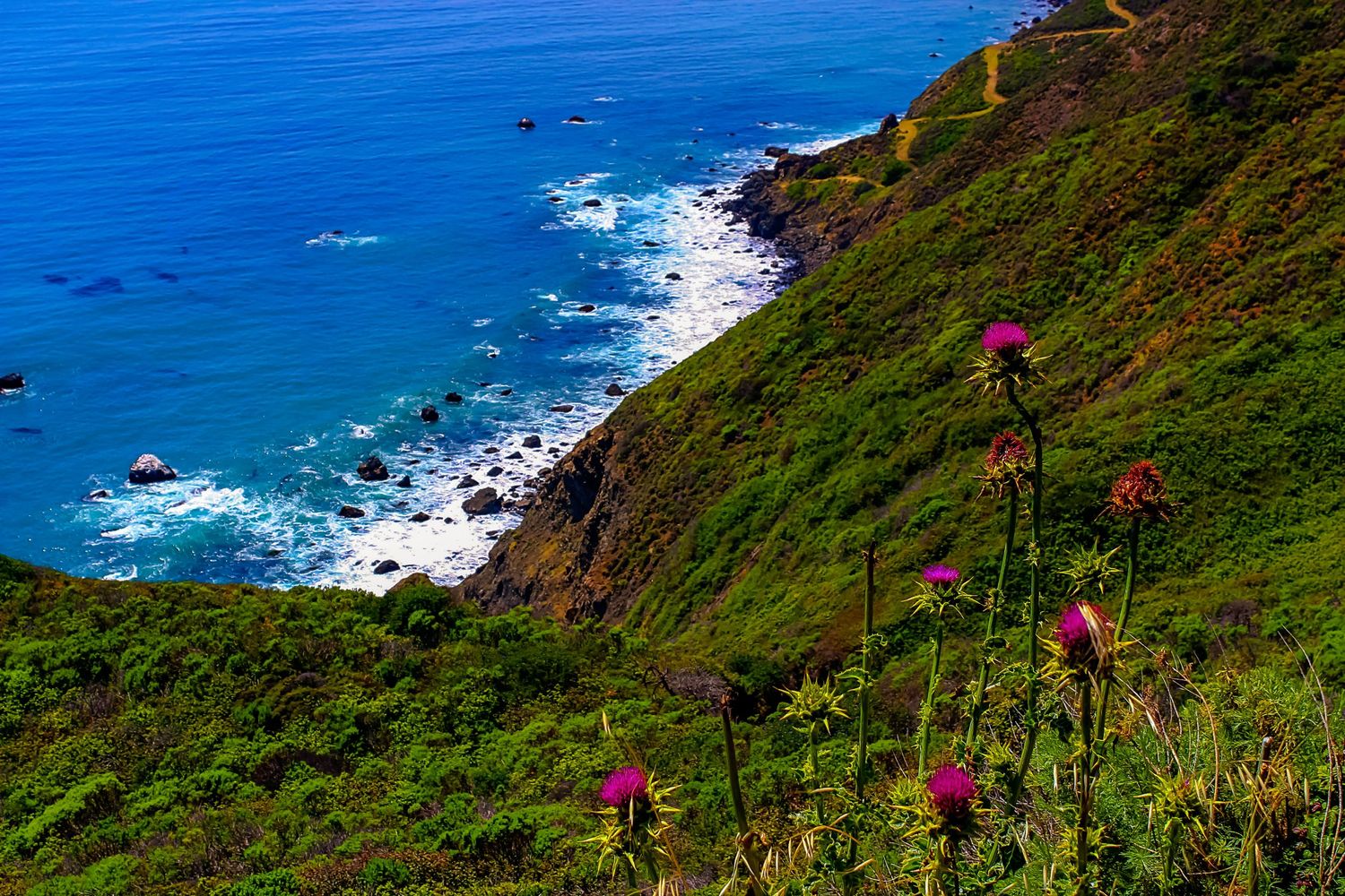 Steep coastal cliffs with vibrant pink wildflowers overlooking blue ocean waves.