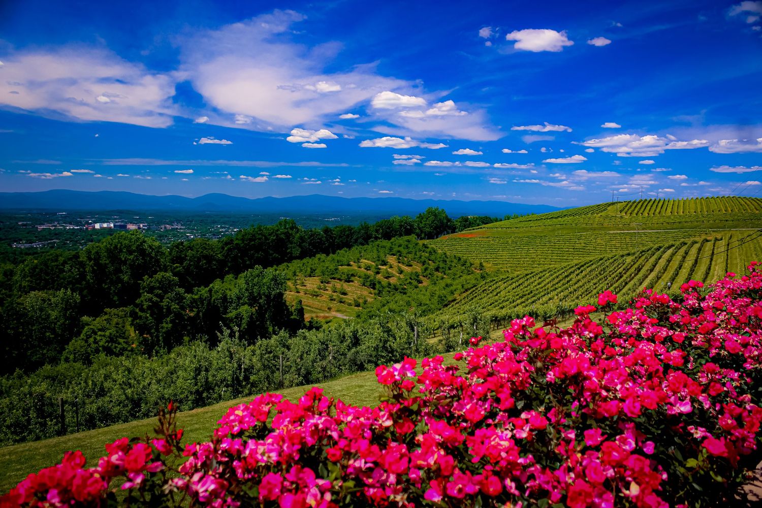 Vibrant pink flowers bloom alongside terraced vineyard with mountains in the distance.