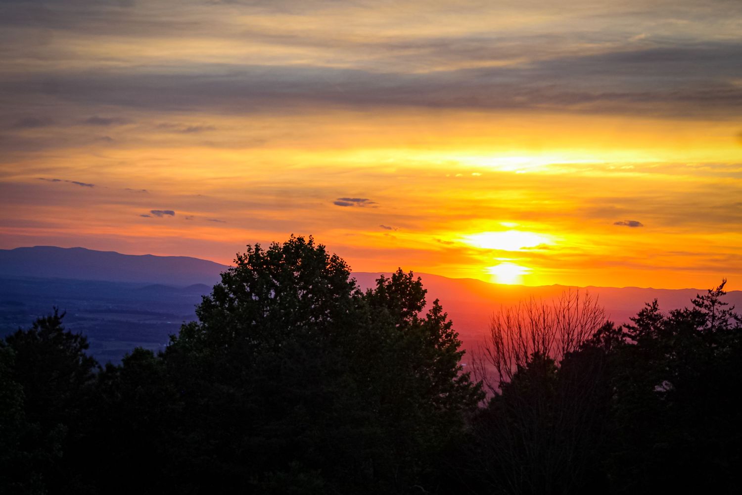Golden sunset glowing through dark silhouetted trees against an orange sky.