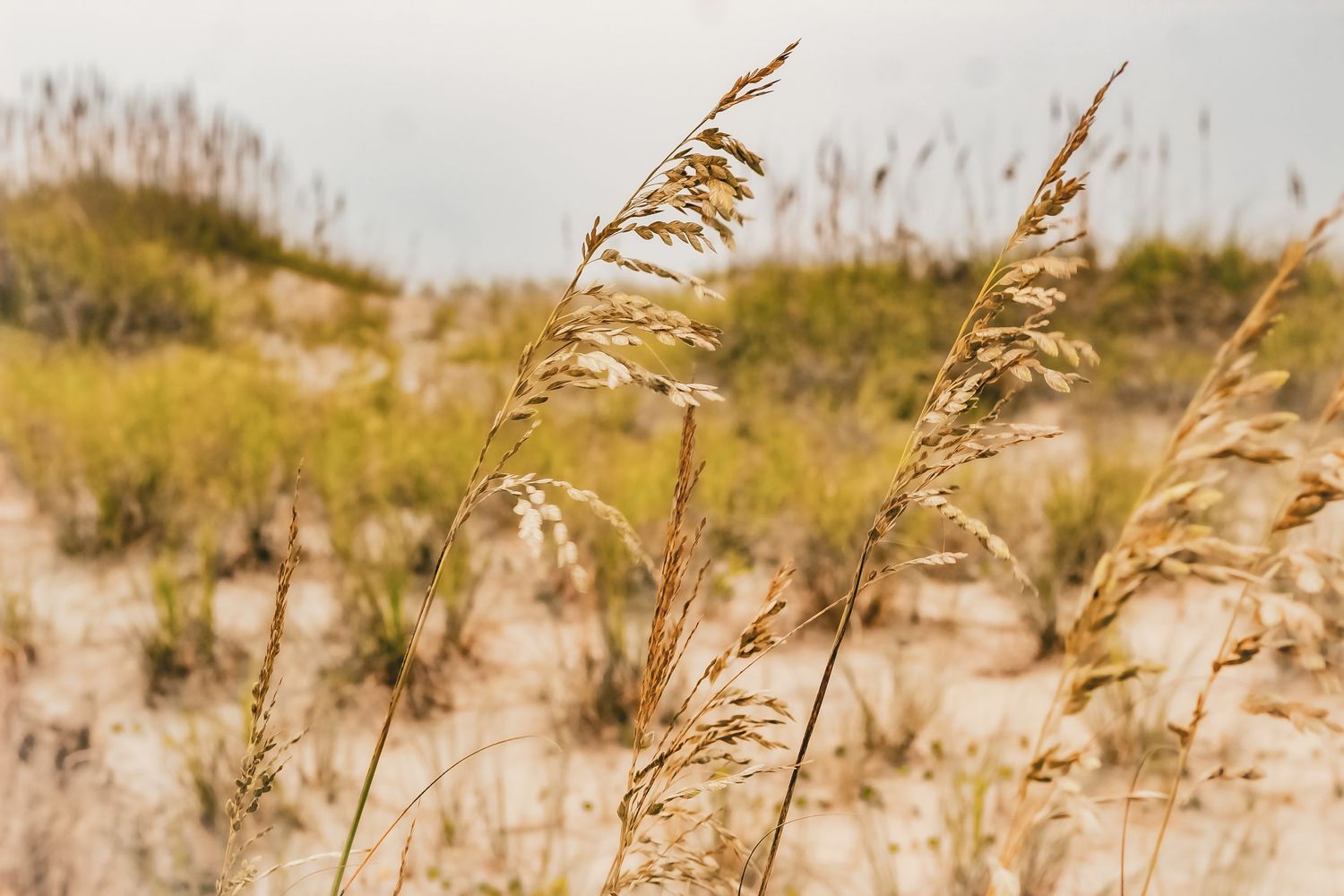Golden sea oats sway against blurred sandy dune background in soft natural light.