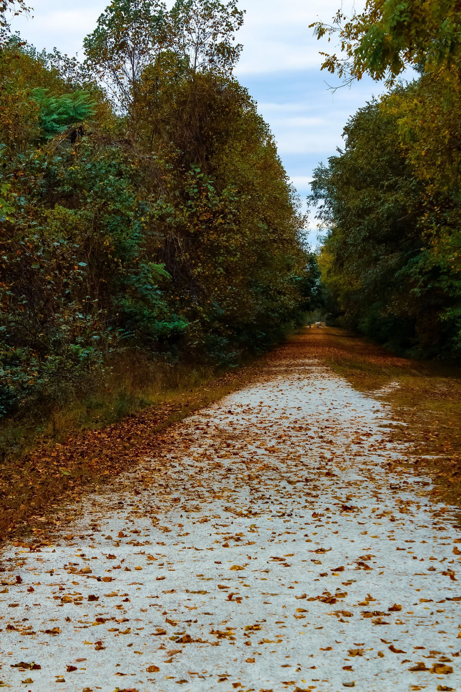 Tree-lined dirt path covered in fallen autumn leaves creating a scenic woodland tunnel.