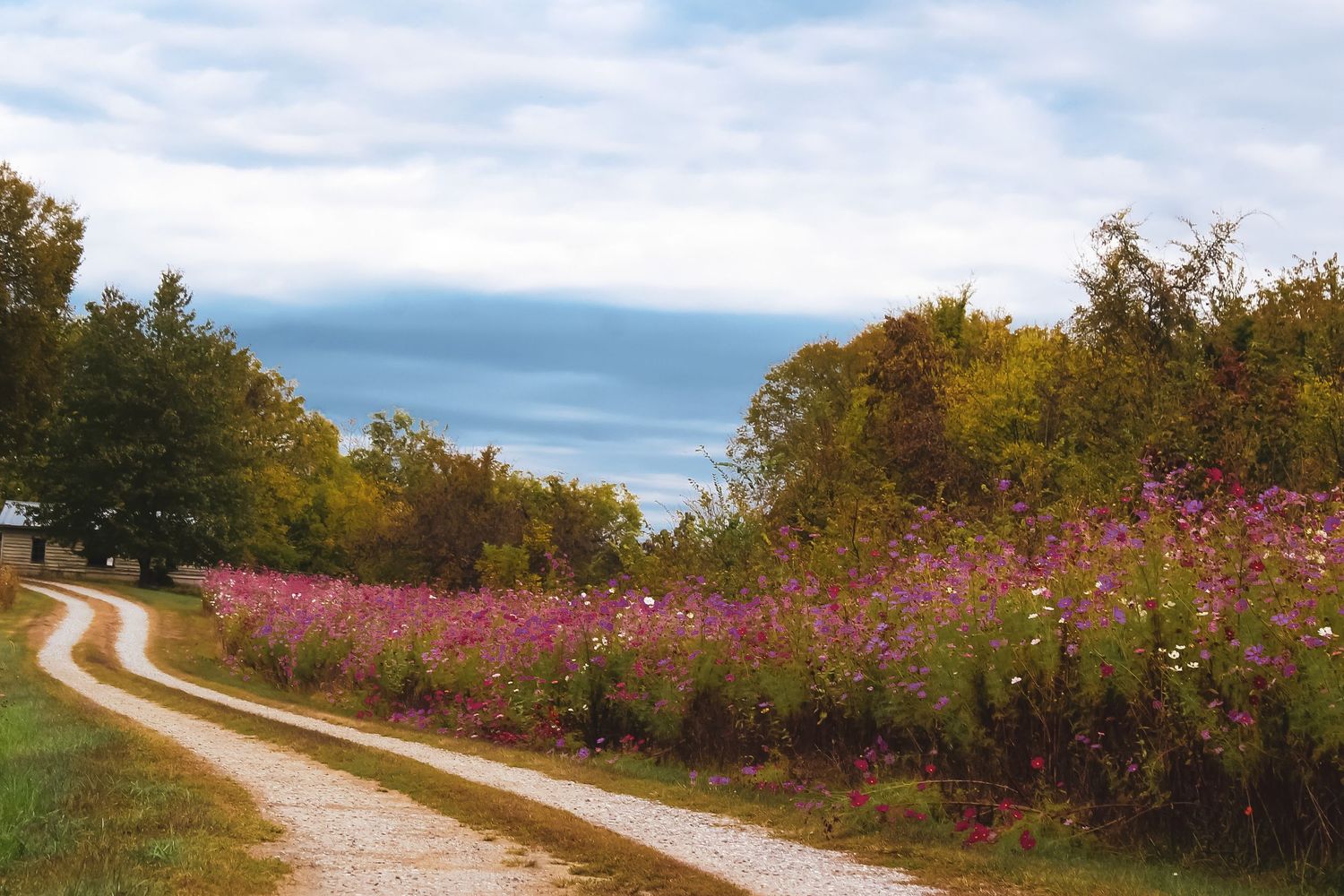 Winding dirt path alongside wildflower meadow with pink blooms under cloudy skies.