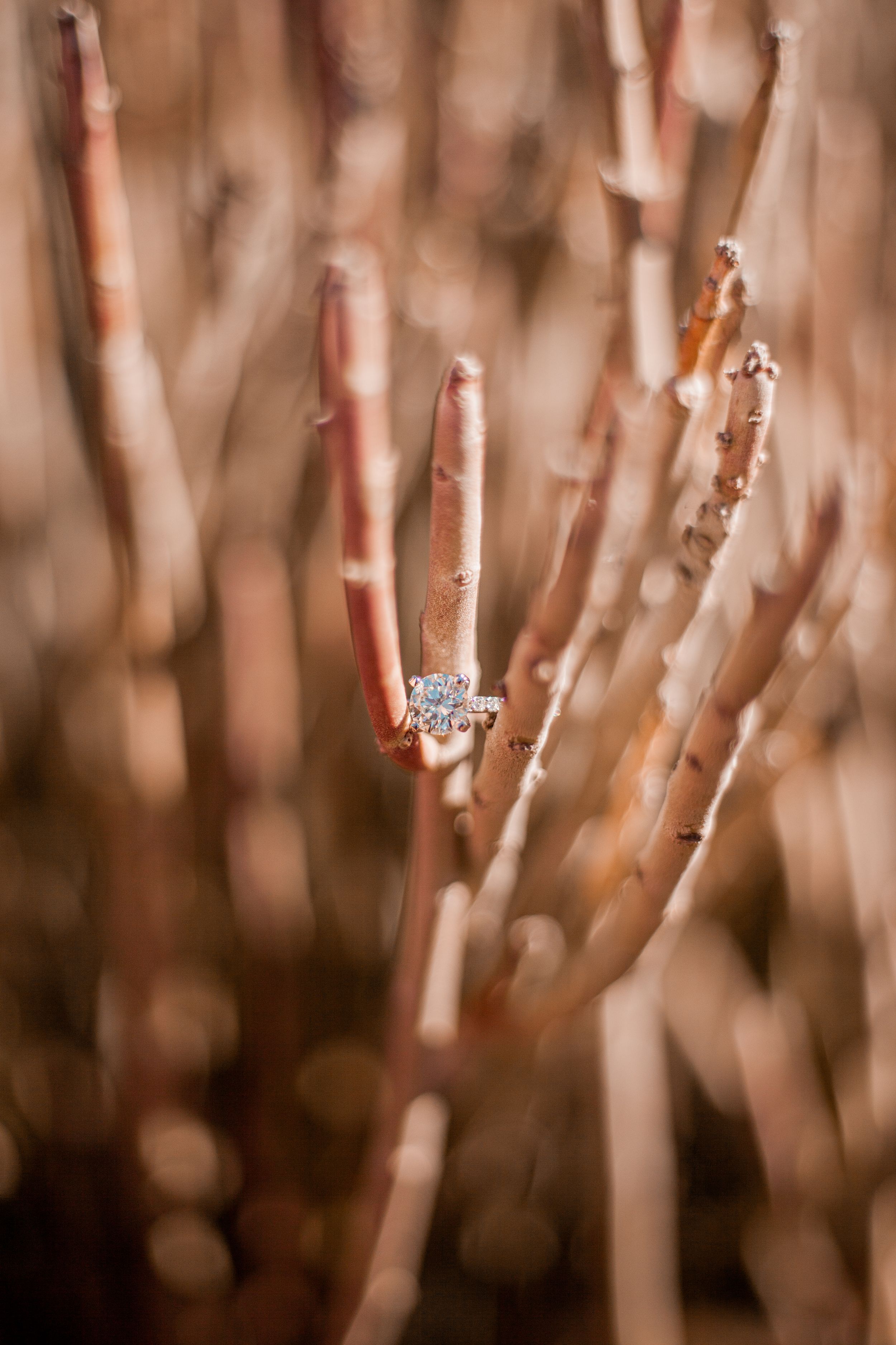 Diamond engagement ring artistically placed on dried winter branches.