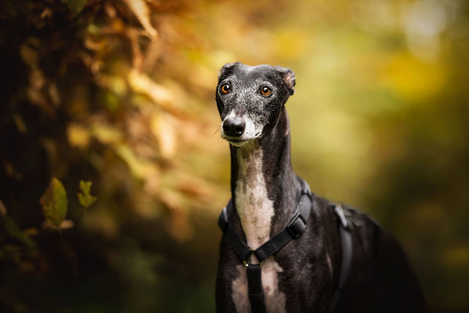 A black greyhound dog with a sleek profile gazes intently against a soft bokeh background of autumn colors.